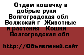 Отдам кошечку в добрые руки.  - Волгоградская обл., Волжский г. Животные и растения » Кошки   . Волгоградская обл.